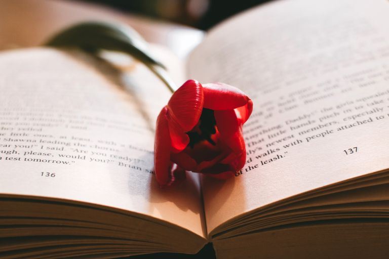A vibrant red tulip serves as a bookmark, nestled within the pages of an open book.